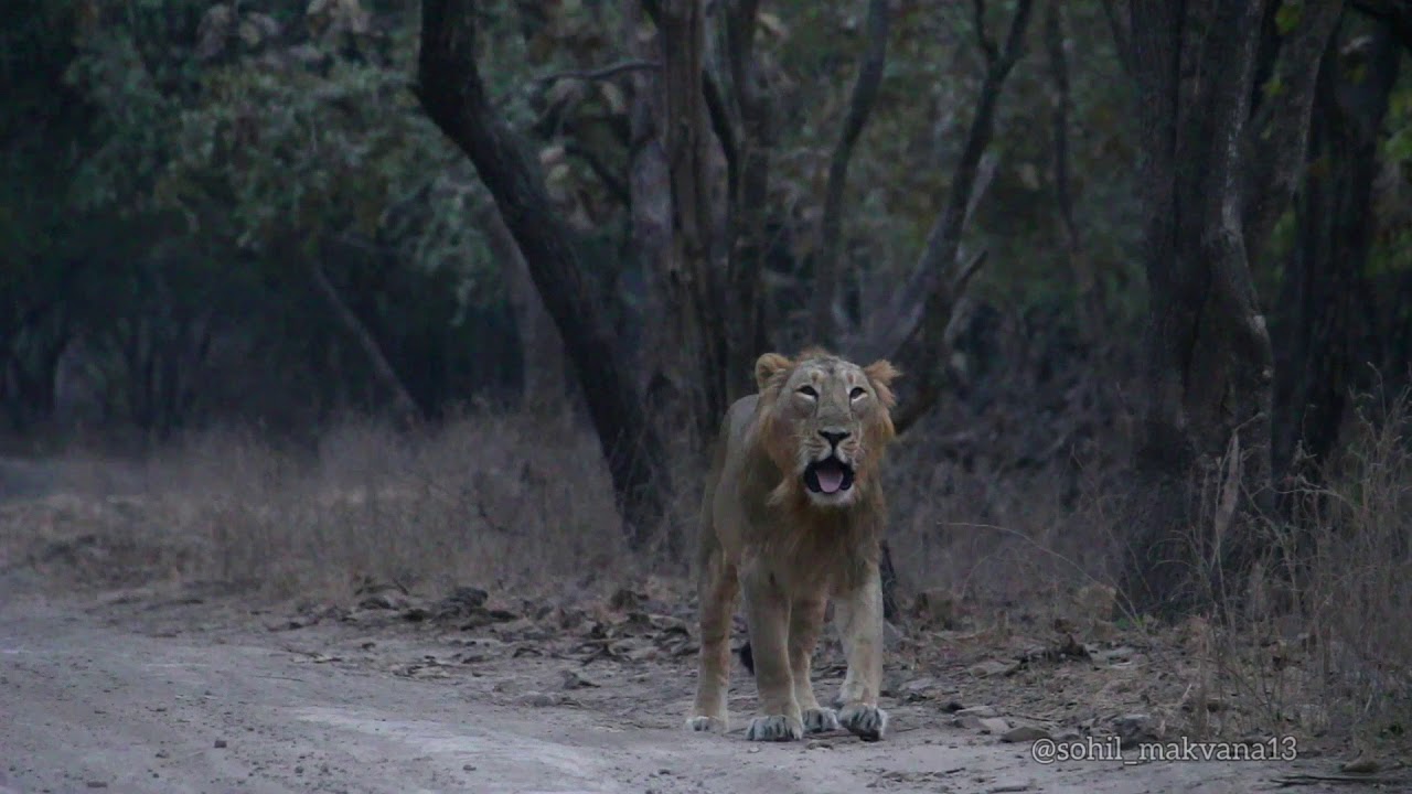 Royal walk  | sasangir  | Gir jungle safari