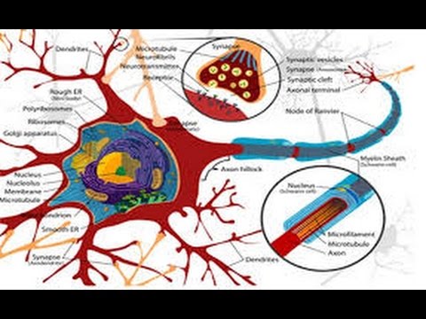Nerni putevi - anatomija, fiziologija, patologija i rehabilitacija - sindrom moto neurtona.