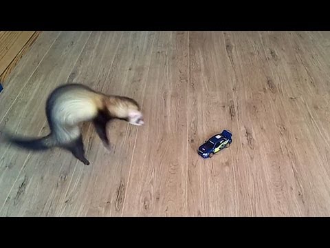 Crazy ferret attacking Subaru Impreza WRC