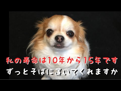 【犬の十戒】最後の旅立ちの時にはそばに居て私を見送って下さい