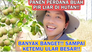 FIRST HARVEST OF WILD PEARS IN THE FOREST!! BLACKBERRY BONUS!! SURPRISED TO MEET A LARGE SNAKE!!