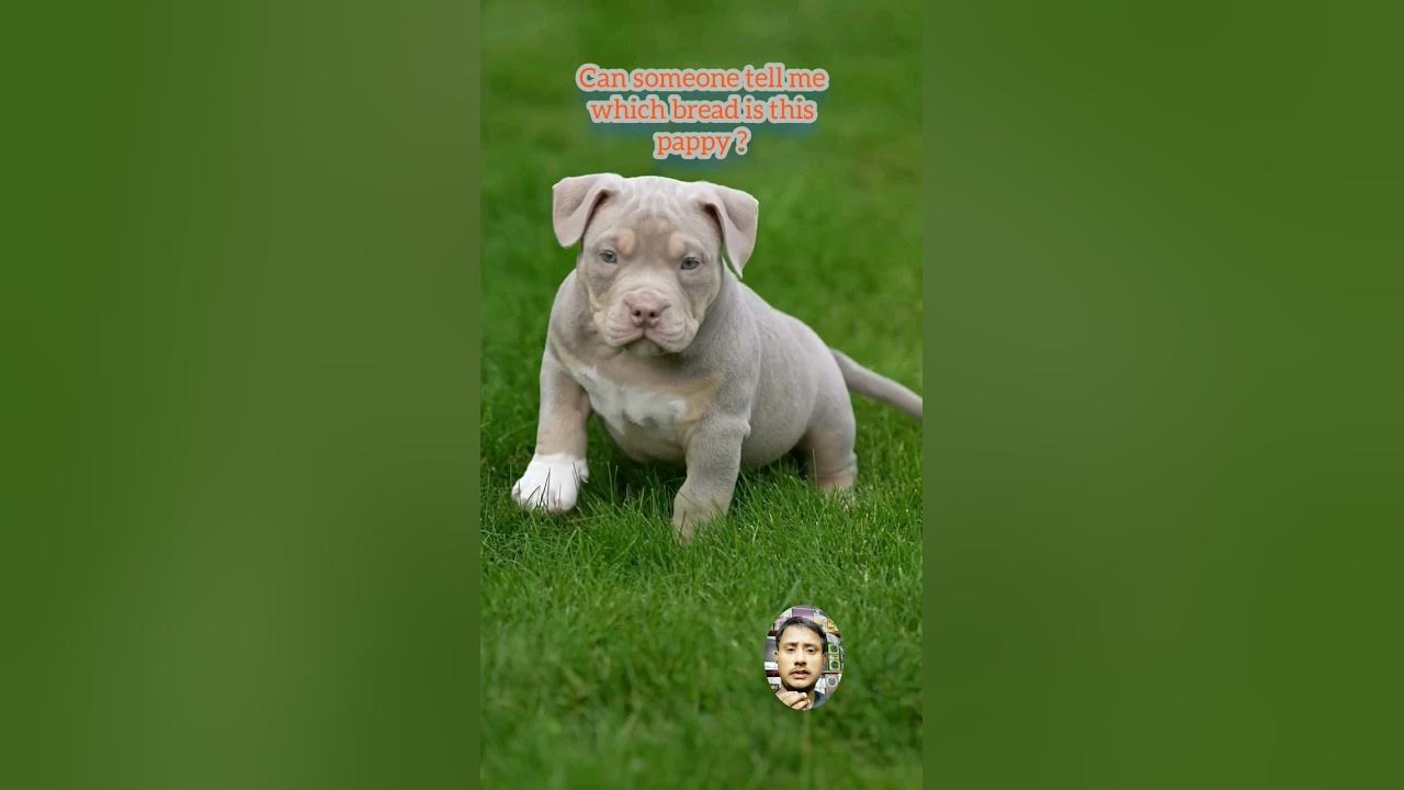 cute Pitbull baby doglover pitbull pitbullpuppy YouTube