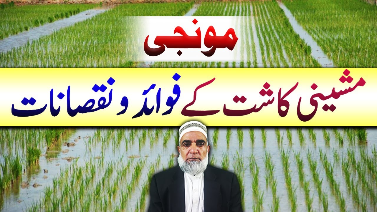 Advantages and disadvantages of Machine planter sowing of Rice crop || Crop Reformer