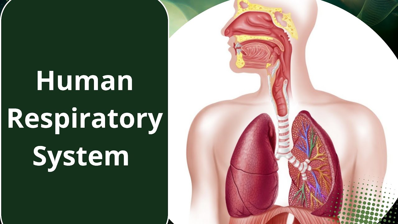 Human Respiratory System l lungs l alveoli l inhaled l exhaled airl