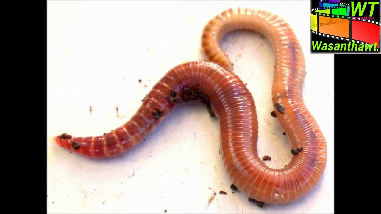 animals reptile බඩ ගාගෙන යන සතුන් - YouTube