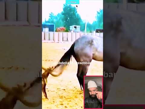 شوش شوف هشتاقاتي الترند المشهور اكسبلور اقنباسات المغرب  الفقير