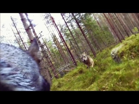This Dog Filmed the Terrifying Moment It Came Face-to-Face with a Wolf