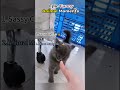 Ranking Funniest Drive-Thru Moments 🤣 #ranking #memes #funny #tiktok