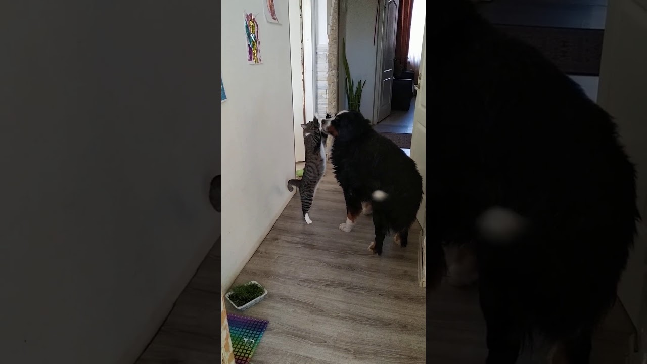 "Кот и пёс" YouTube