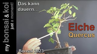 Bonsai 202364  Eiche  Quercus  die kleine Eiche, das kann dauern