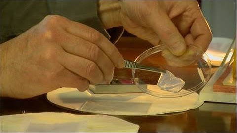 Mini-lecture: Engineering tissue (UCL)