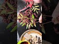 Winged sumac foraging north Florida