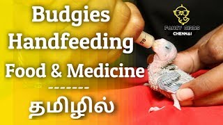 Budgies Chicks (love birds) Handfeeding | Food & Madicine | In Tamil | fancy birds chennai.