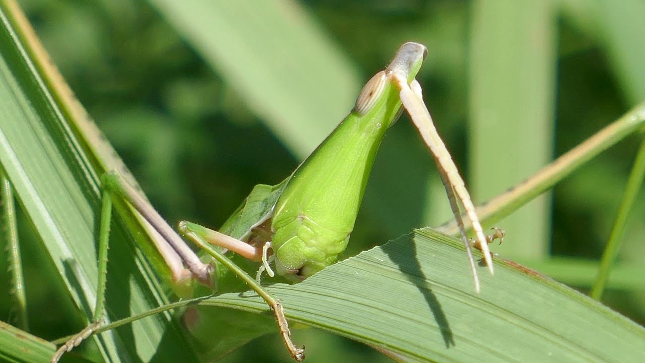 ショウ リョウ バッタ の 食べ物