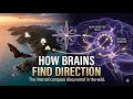 How Animals Know Where They Are? How Brains Build a Sense of Direction? #HowBrainsNavigate