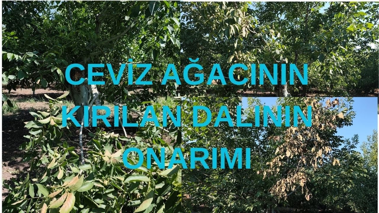 FIRTINANIN KIRDIĞI CEVİZ DALININ ONARIMI