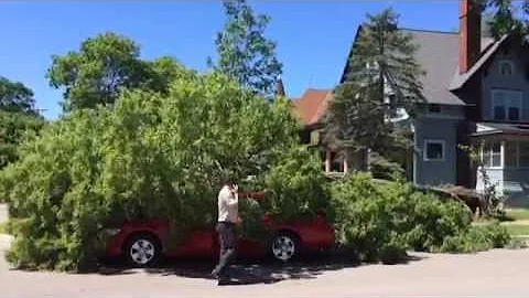 Tree Falls On Car With Person In It