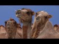 Capture de la vidéo Mountains  Adham Shaikh