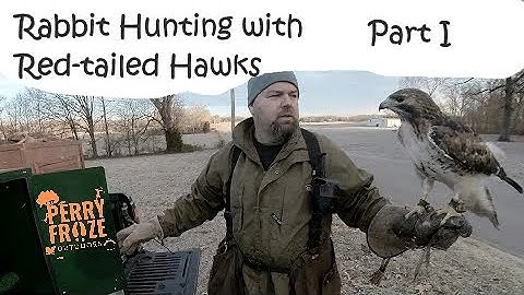 Hunting Rabbits with Red-tailed Hawks Part I