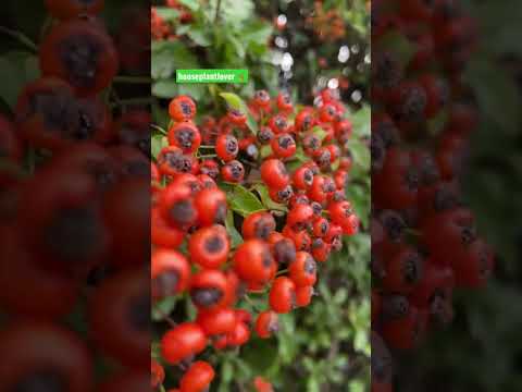 Video: Apakah firethorn tumbuh di florida?