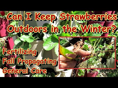 Video: Overwintering Strawberries - Maaari Ko Bang I-overwinter ang Mga Halaman ng Strawberry Sa Hardin