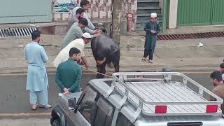 Dangerous Buffalo Qurbani Video 2021 Behnse Qurbani Video 2021 Eid Ul Adha 2021