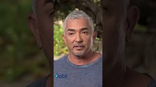 Cesar Millan Gives Tips On How To Walk Multiple ALPHA Dogs At Once! #shorts