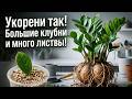 Мало кто знает, как правильно размножать ЗАМИОКУЛЬКАС растет, как на дрожжах