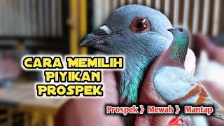Cara Memilih Merpati Piyikan Prospek