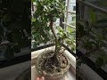 🍃 Peaceful China Bonsai Garden | Relaxing Short Video