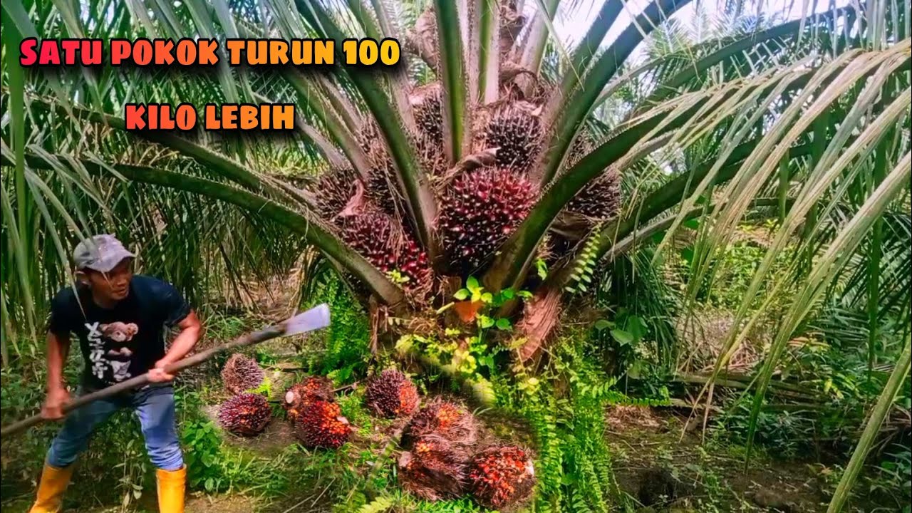 Panen sawit Banyak buah