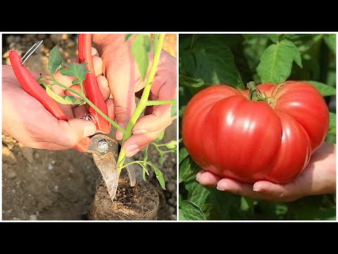 Video: Dev Bahçe Sebzeleri Türleri - Bahçelerde Dev Sebzeler Yetiştirme