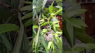 Download Lagu coelogyne pandurata ,senangny berbunga lg MP3