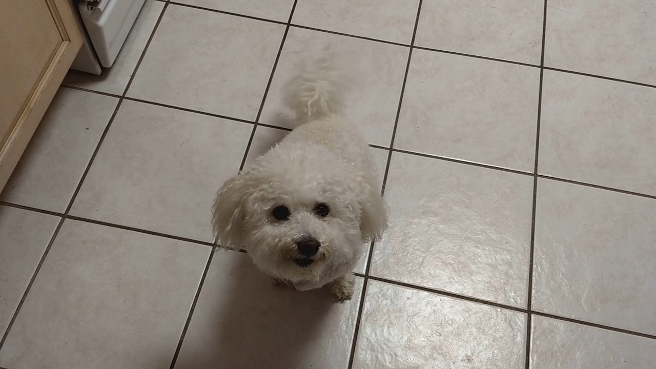 camera iphone 8 plus apk Odin wants some bacon(2)