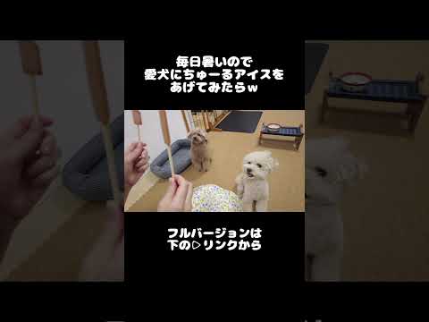 愛犬に話題のちゅ〜るアイスをあげてみたら♪ #犬 #トイプードル #かわいい #トイプードルの虎太郎三桜 #トイプー多頭飼い #癒し #といぷーどる #こたみお