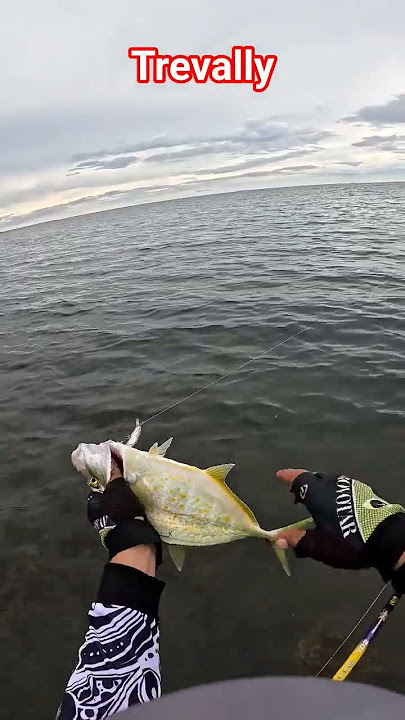 Yellow Fin Trevally    #fishing #fish #angler #shorefishing #talakitok #trevally#views #viral#video