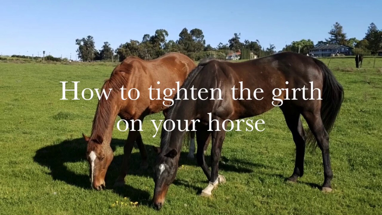 How to tighten the girth while on your horse YouTube