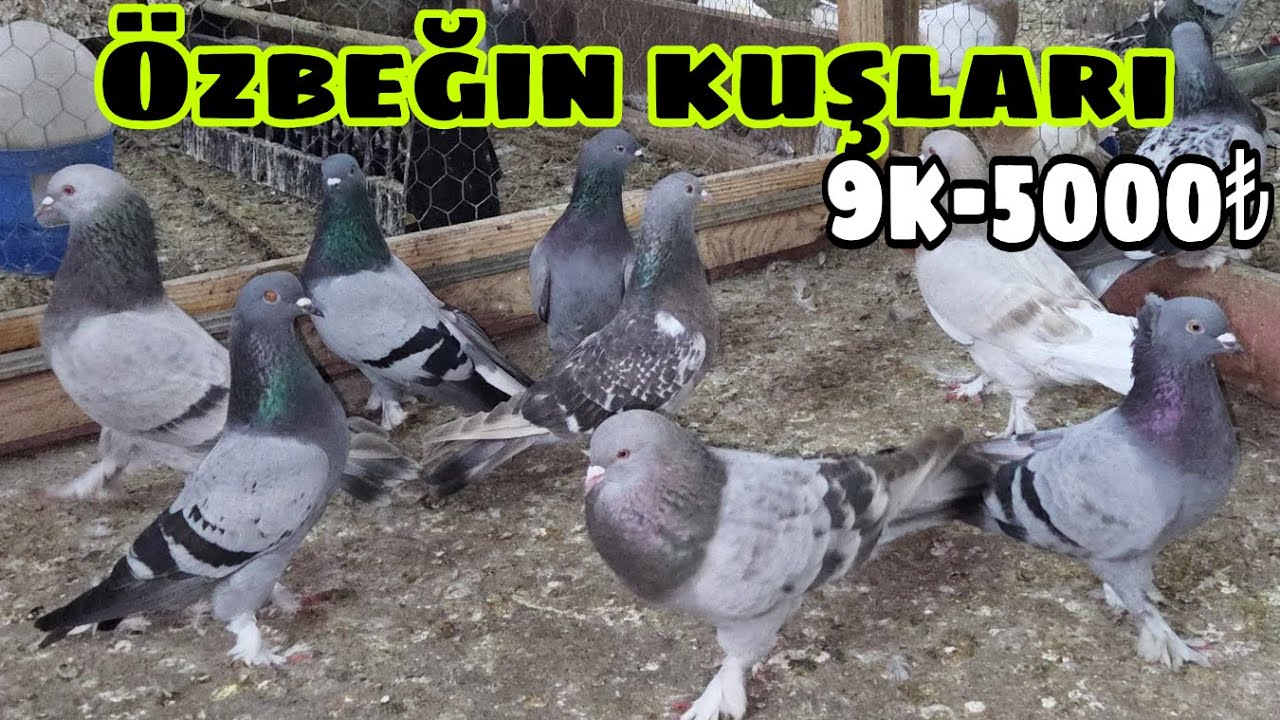 Özbeğin Oyun Kuşları.