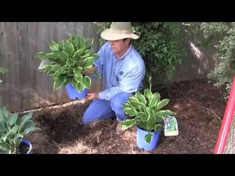 Planting