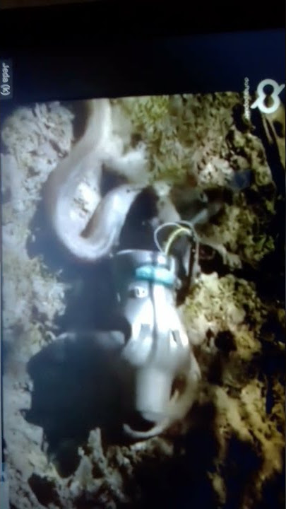 viral manusia di telan anaconda terbesar di Dunia