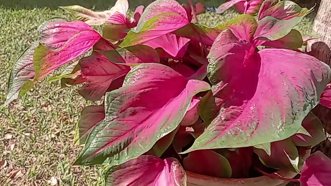 Tinhorão: conhecido como Caládio ou Coração-de-Jesus