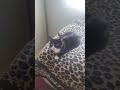Kitty sempre escandalosa pela manhã #canaljosérenatoferrazdasilveira #bomdia #fypviral #kitty