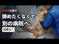 諦めたくなくて、骨肉腫の愛犬を新しい病院へ連れて行った結果がこちらです!