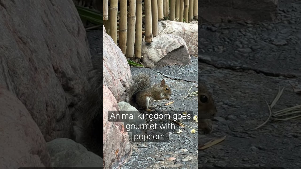 Disney squirrel snack wars 🍿: Animal Kingdom edition