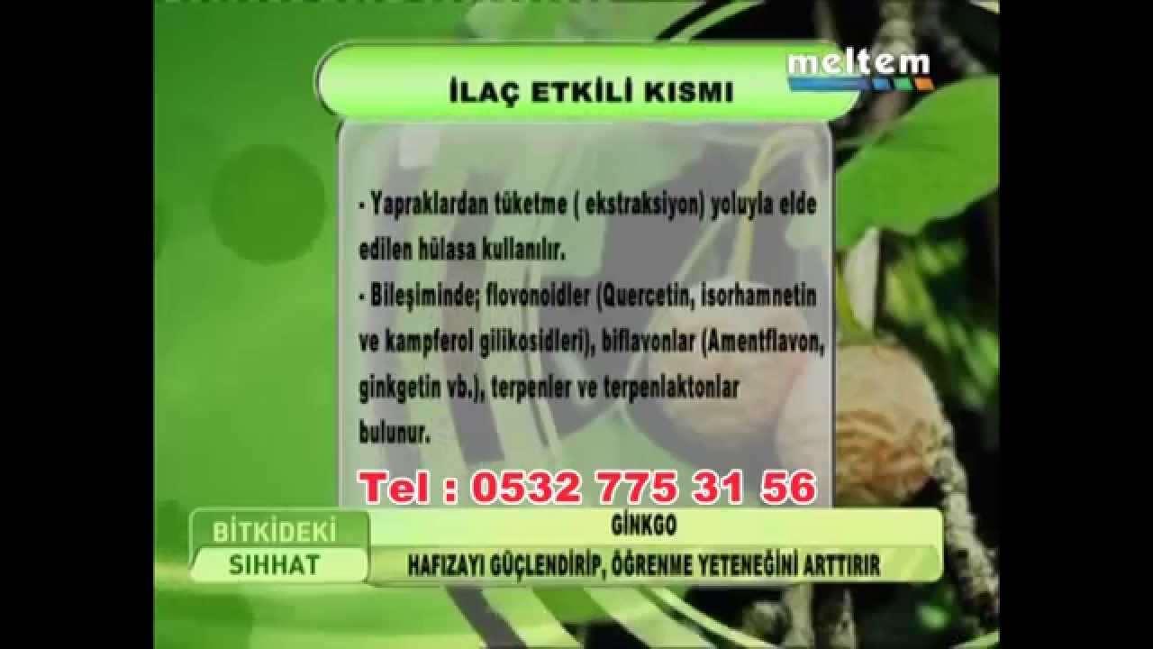 Ginkgö Biloba Faydaları Ginkgö Biloba Faydaları