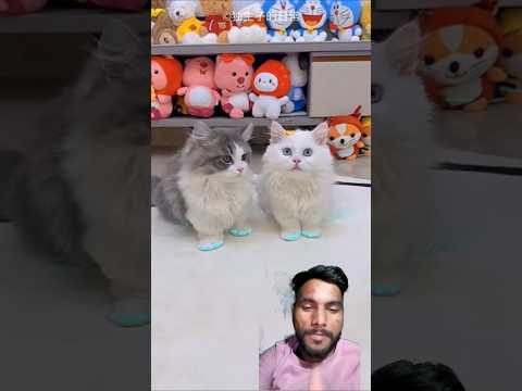 बिल्ली लाईट से परेशान 😯 #1_on_treanding #cat #greenscreen #cartoonvideo #billikivideo #1millionviews