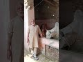 Gau seva  #shorts# viralvideo #gau mata