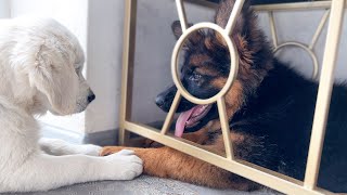 Golden Retriever Puppy Demands Attention From German Shepherd Puppy