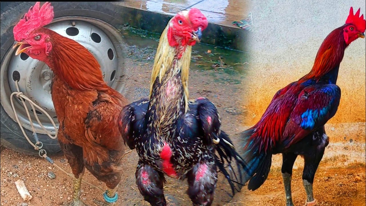 Chintamani koli sante 💥Aseel 17/08/25