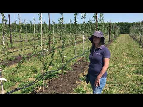 Video: Slyvų prezidentas: veislės aprašymas, savybės, derlius ir apžvalgos